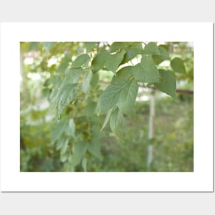 Pastel green leaves Posters and Art